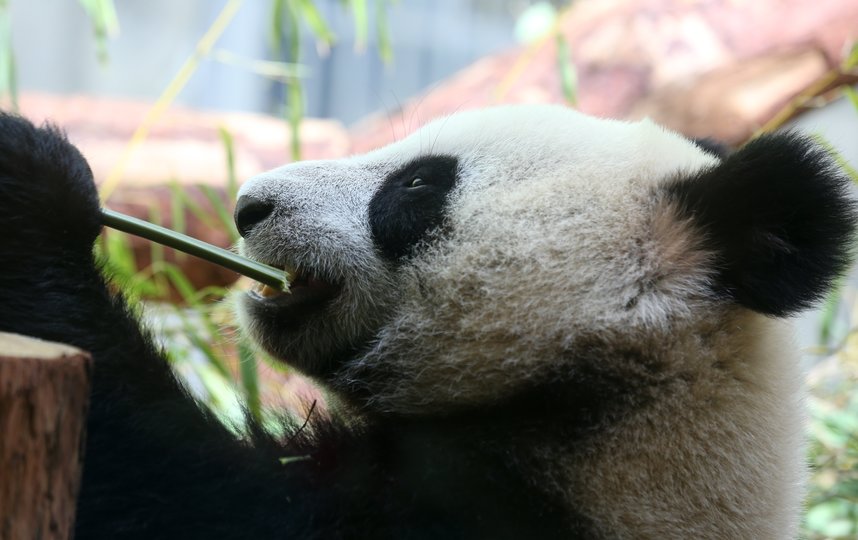 Панды не заметили перемен в “бамбуковом” меню. Фото Василий Кузьмичёнок
