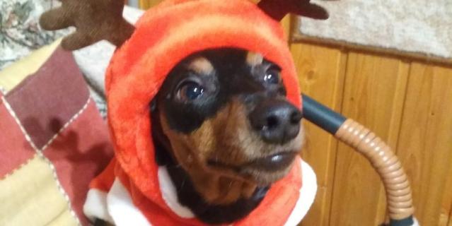 Боня на Новый Год со всей ответственностью справлялась с ролью оленя!