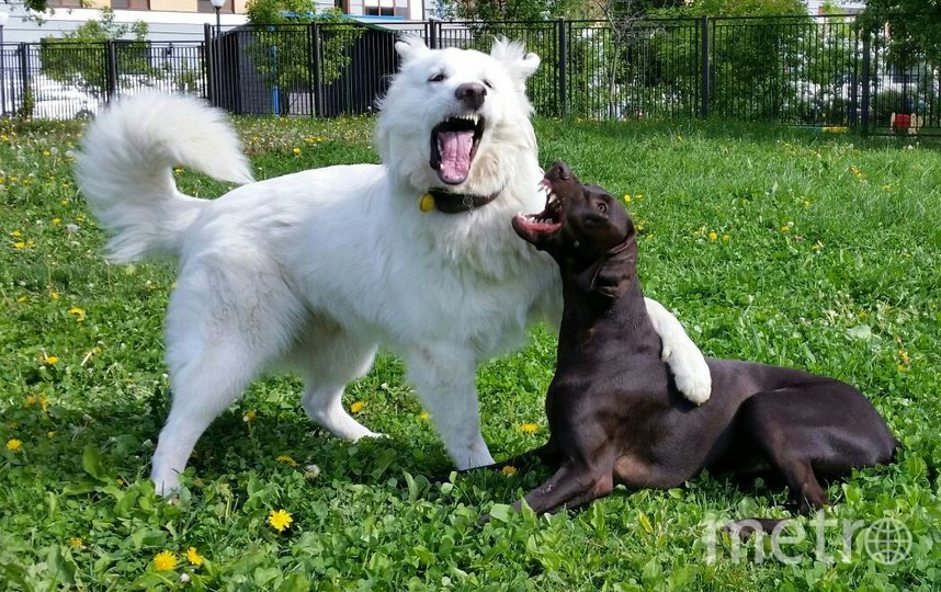"Белая собака на фото - это наш член семьи АЙС, порода белая швейцарская овчарка. Очень дружелюбный и позитивный парень со своей подругой Асей (Курцхаар)". Фото Дмитрий, "Metro"