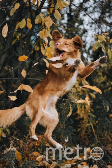 "Меня зовут Джаз, я новошотландский ретривер или просто толлер. Я самый активный и самый маленький из разряда ретриверов. Очень дружелюбный и ласковый , что не скажешь по фото". Фото Елена, "Metro"
