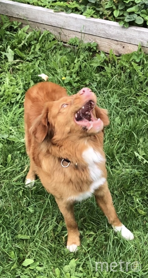 "Меня зовут Джаз, я новошотландский ретривер или просто толлер. Я самый активный и самый маленький из разряда ретриверов. Очень дружелюбный и ласковый , что не скажешь по фото". Фото Елена, "Metro"
