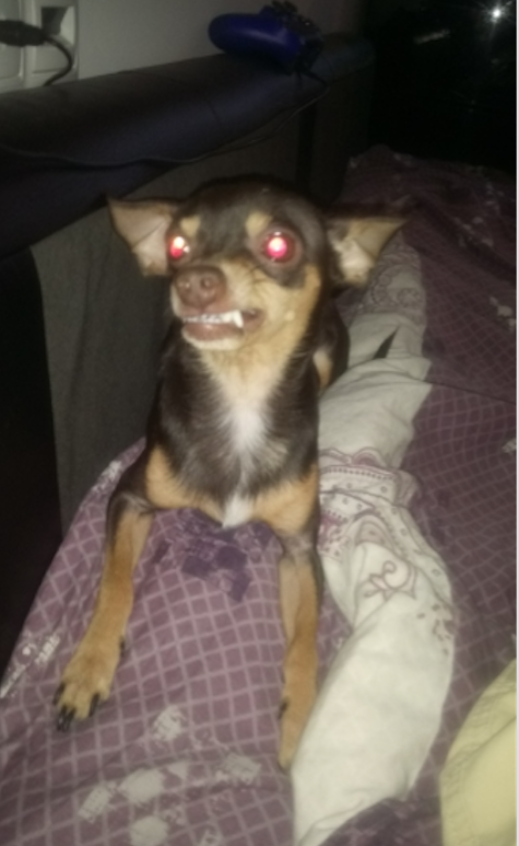 "Привет, я Рокки. И я очень люблю показывать свои зубы!" Фото Олеся, "Metro"