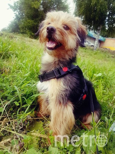 "Знакомьтесь, это наша Цыпочка ( Цыпа), метис йоркширского терьера, нам уже 6 лет.  Очень дружелюбная и активная девочка. Любит детей и мячики. Она – собака-позитивчик, хоть и маленькая, но охраняет не хуже сторожевой собаки". Фото Татьяна, "Metro"