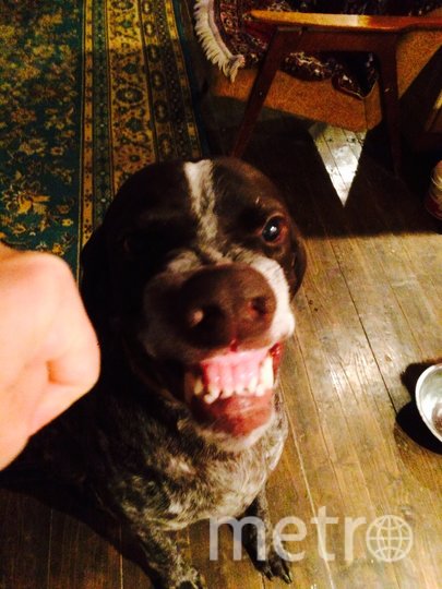 "Собаку зовут Ватсон. Курцхаары самые умные и терпеливые. Ты ему фигу, а он включает собаку БАСКЕРВИЛЕЙ". Фото Ксения , "Metro"