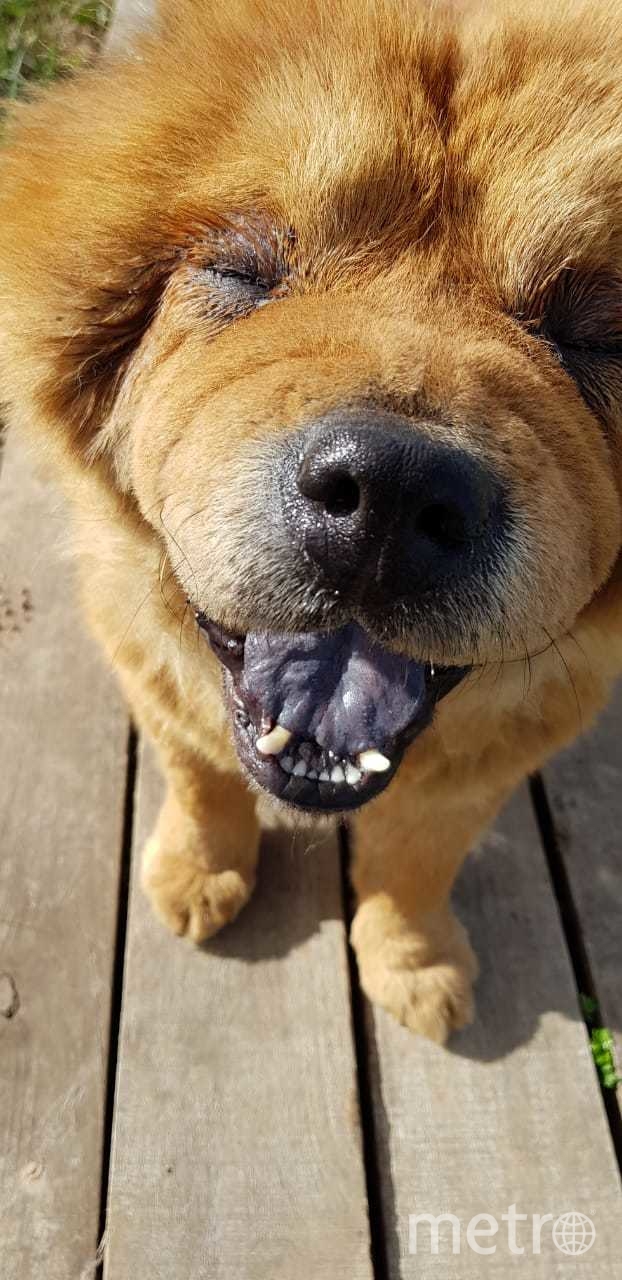 Этого красавца породы Чау-чау зовут Шип-пе, что в переводе с китайского означает "певунья". Очень улыбчивый и добрый пёс. Фото Анна, "Metro"