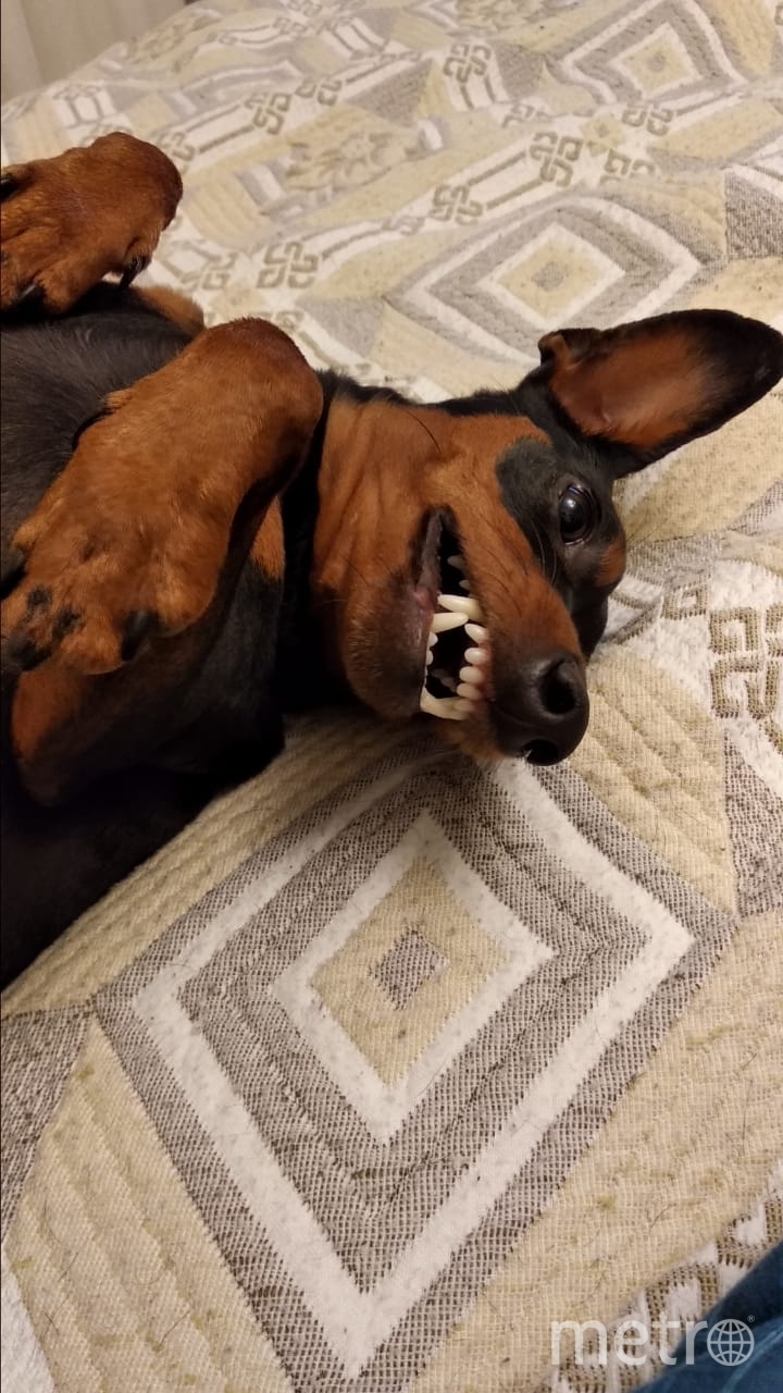 "Страшно-добрая собачка Боня! Позитивная кусака-улыбака!" Фото Александр, "Metro"