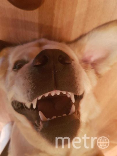 "Это Янжи, ей 7 месяцев. Иногда мы в шутку с мужем смеёмся говоря что у нас "злой белый лабрадор". Это единственная порода собак, у которых отсутствует ген агрессии". Фото Анна, "Metro"