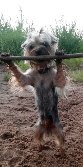 "Наша собака Энни самая спортивная собачка Баскервилей, запросто после подтягивания перекусит эту палку!" Фото Александр, "Metro"