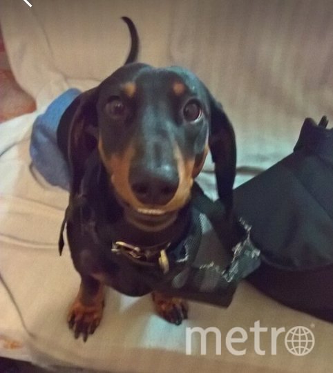 "Нашего питомца зовут Бонифаций. Такс умеет показывать свои эмоции очень выразительно. На этом фото он улыбается в надежде на то, что мы не заметим, как он разгрыз намордник". Фото Виктория, "Metro"