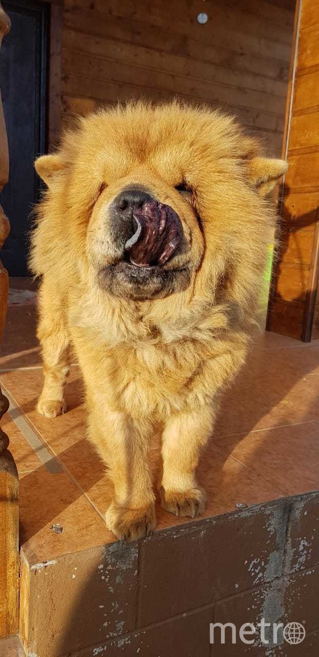 Этого красавца породы Чау-чау зовут Шип-пе, что в переводе с китайского означает "певунья". Очень улыбчивый и добрый пёс. Фото Анна, "Metro"