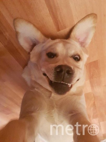 "Это Янжи, ей 7 месяцев. Иногда мы в шутку с мужем смеёмся говоря что у нас "злой белый лабрадор". Это единственная порода собак, у которых отсутствует ген агрессии". Фото Анна, "Metro"