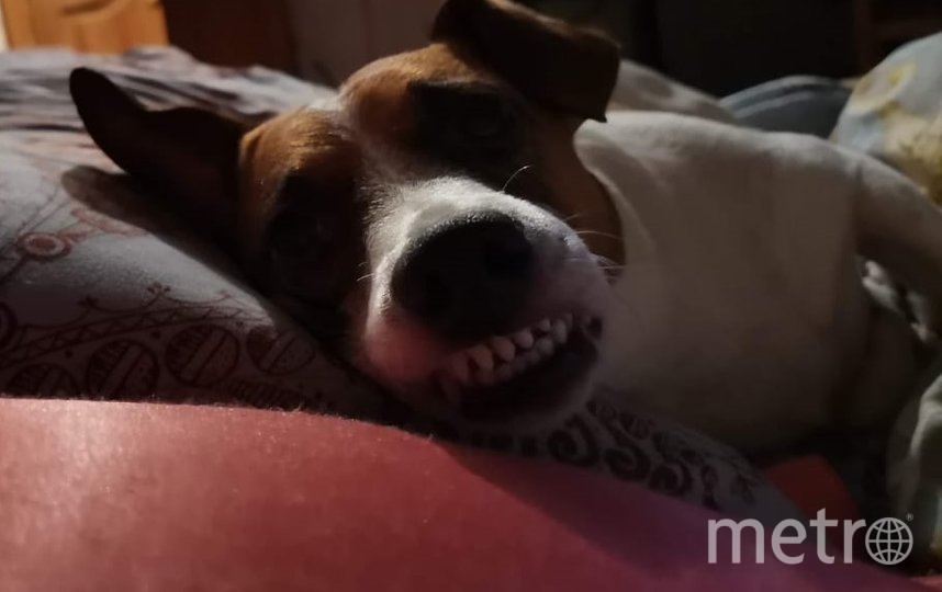 "Меня зовут Джек (Джек-рассел-терьер). В 6 утра в выходной "ласково" бужу на прогулку". Фото Эдита, "Metro"