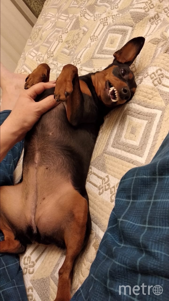 "Страшно-добрая собачка Боня! Позитивная кусака-улыбака!" Фото Александр, "Metro"