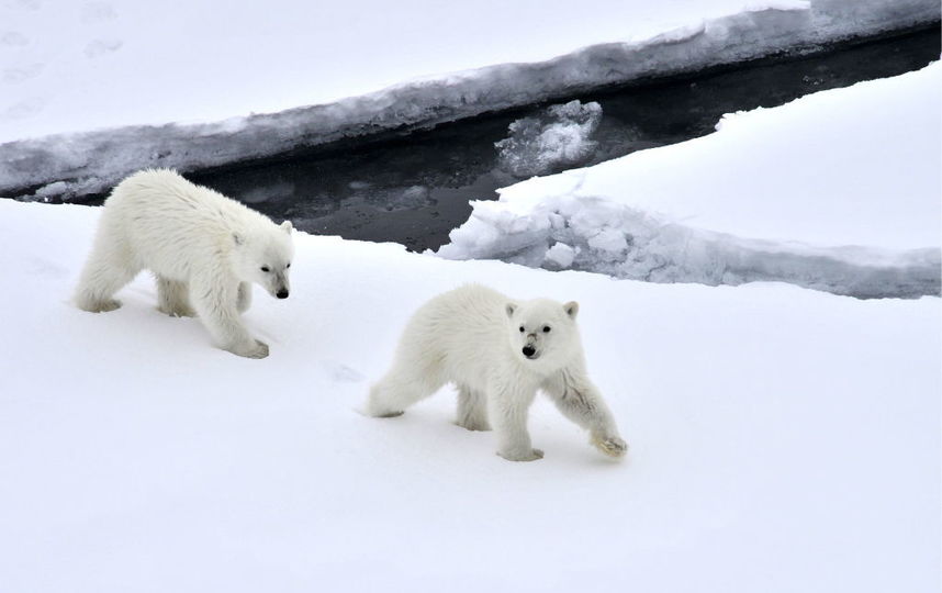 Московским школьникам предложили принять участие в Большой арктической экспедиции