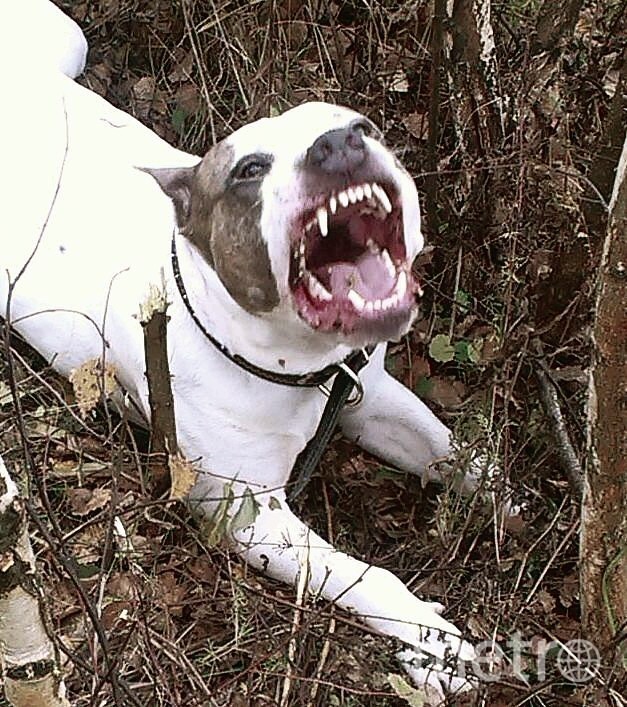 Стив - гроза района. Фото Наталья, "Metro"