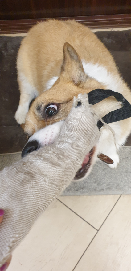 "Вельш-корги Чарли за игрушку душу продаст, всегда её отвоёвывает, скалясь". Фото Анастасия, "Metro"