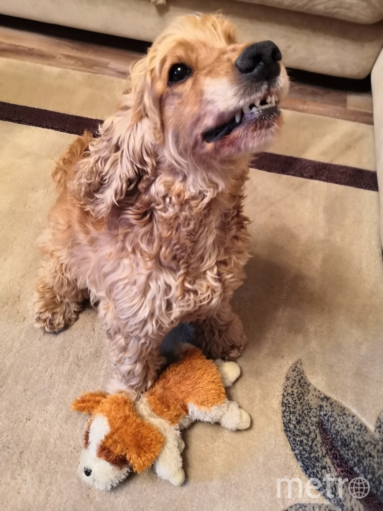 "Это наш любимый кокер-спаниель Лорд! Он хороший, но имеет характер! Особенно сердится, когда охраняет свою любимую игрушку!" Фото Валерий, "Metro"