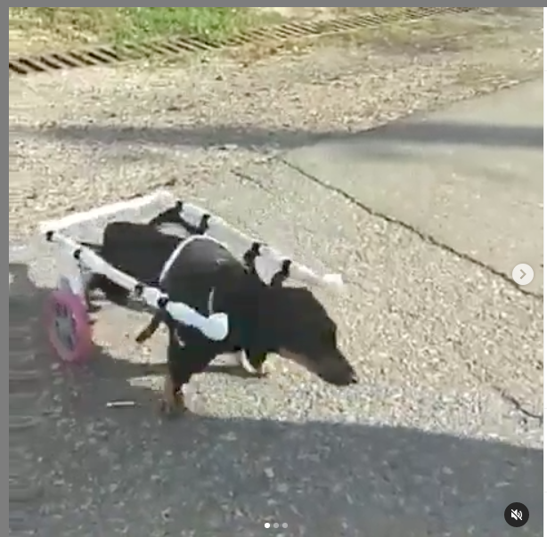 Зевс учится ходить заново. Фото Instagram.com/usk.help