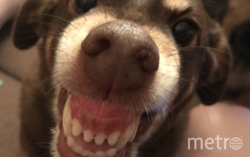 "Барабуля – очень добрый пёс и безумно любит целоваться! А вот когда его будят не очень любит, на фото он изображён как раз спросонья!" Фото Ирина, "Metro"