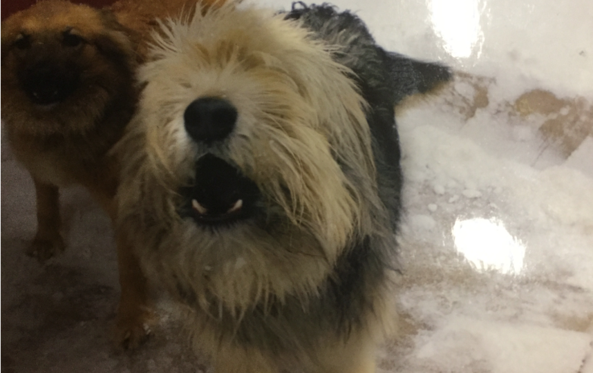 "Боцману 4 года. Умный, ласковый, улыбчивый, истинный лорд, но в момент опасности, защищая хозяев, может и покусать". Фото Ольга, "Metro"