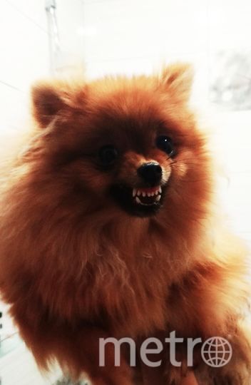 Эта малышка тоже бывает злюкой. Лапы после прогулки мыть совершенно не любит. Фото Дмитрий, "Metro"