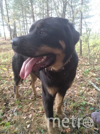 "Бурят-монгольский волкодав Хан любит печенье и кошек и не любит собак и кур". Фото Игорь , "Metro"