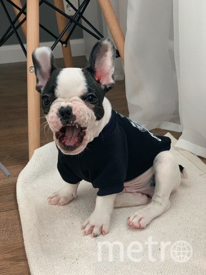 "Неутомимого малыша и по совместительству мою «собаку Баскервилей» зовут Оскар, французский бульдог, 3 месяца. Он очень хочет стать большим серым волком, когда вырастет". Фото Анна, "Metro"