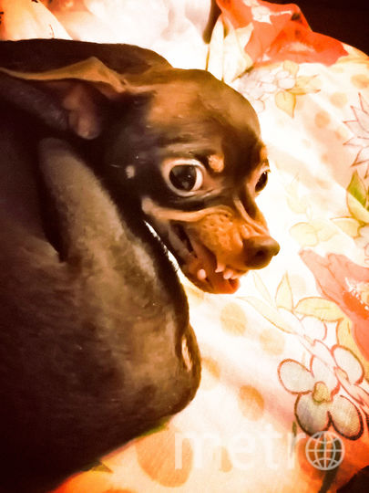 "Тори - добрый и ласковый мальчик, самый нежный! Но иногда он показывает, что он смелый и храбрый защитник!!" Фото Оксана, "Metro"