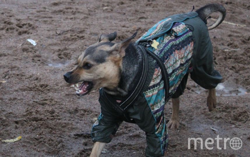 "Знакомьтесь! Озорная, ласковая и неунывающая Дося. Бег - её стихия, а любимая игра - догонялки". Фото Наталья, "Metro"