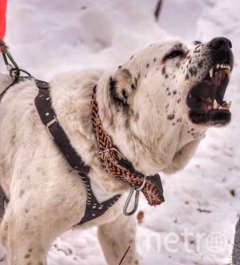 "Это Мой туркменский волкодав Мехман. Он очень спокойный и милый, но очень не любит, когда обижают его хозяйку) на фото у нас тренировки". Фото Веселина, "Metro"