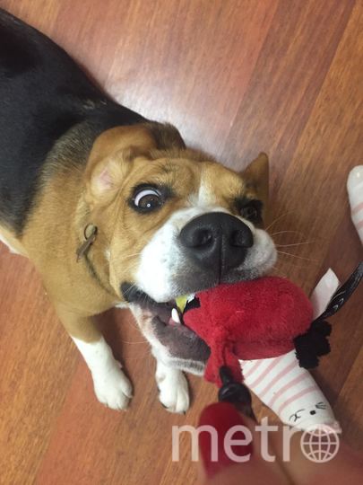 "Это наша любимица бигль Бася. Она ещё щенок, поэтому большая озорница". Фото Марина, "Metro"