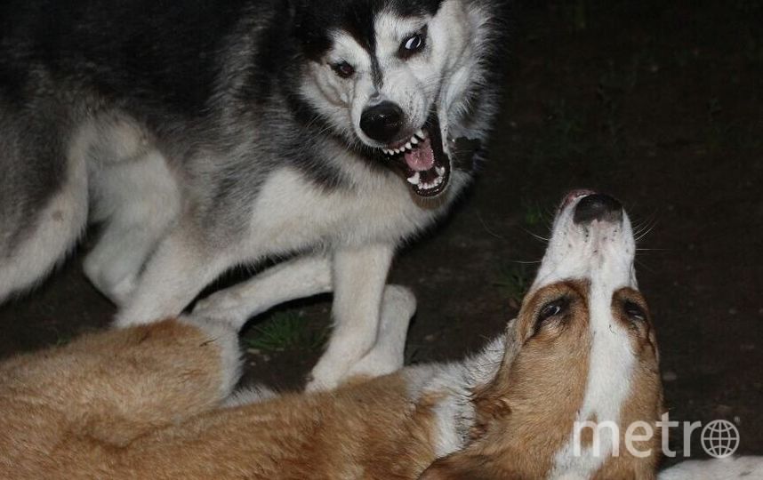 Грозный Хард явно может претендовать на звание "собака Баскервилей". Фото Екатерина , "Metro"