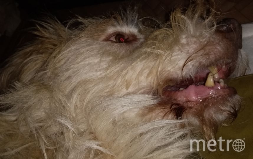 "Это чудо я взял из приюта. Муся - добрейшее в мире существо. Такой она бывает только во время игры". Фото Алексей, "Metro"