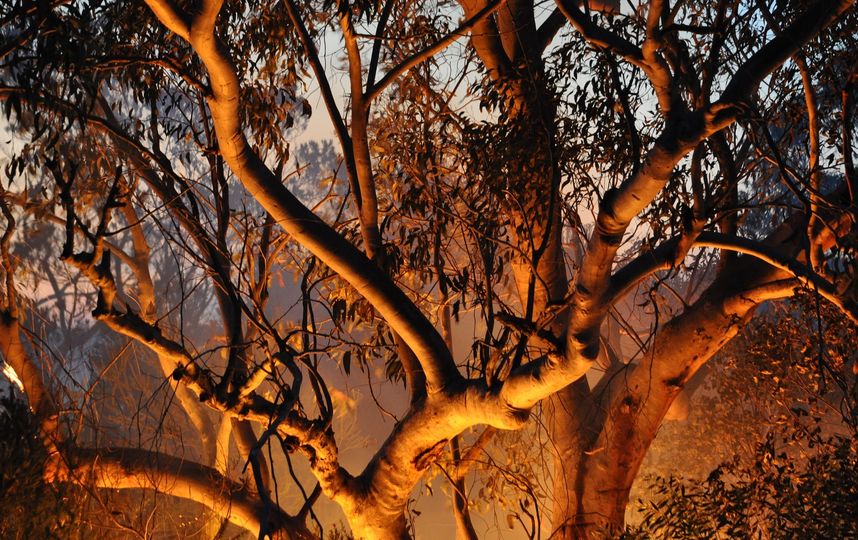 Пожар в лесу. Фото Pixabay