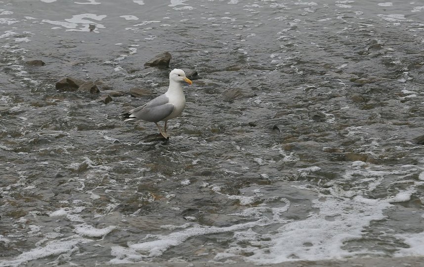 С 1 июня в столице введён прогулочный режим. Фото Василий Кузьмичёнок