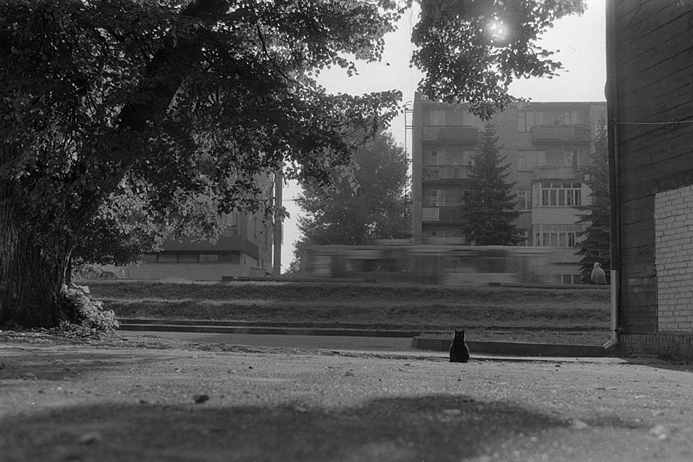 Кошка человеку - родственник. Фото Фото предоставлены героем публикации.