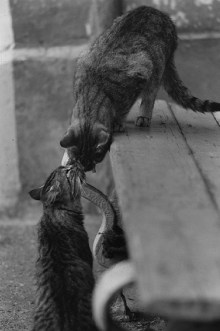 Кошка человеку - родственник. Фото Фото предоставлены героем публикации.