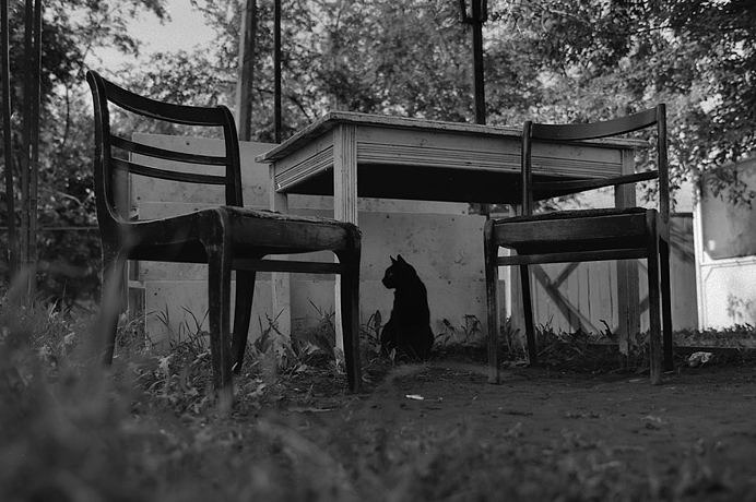 Кошка человеку - родственник. Фото Фото предоставлены героем публикации.