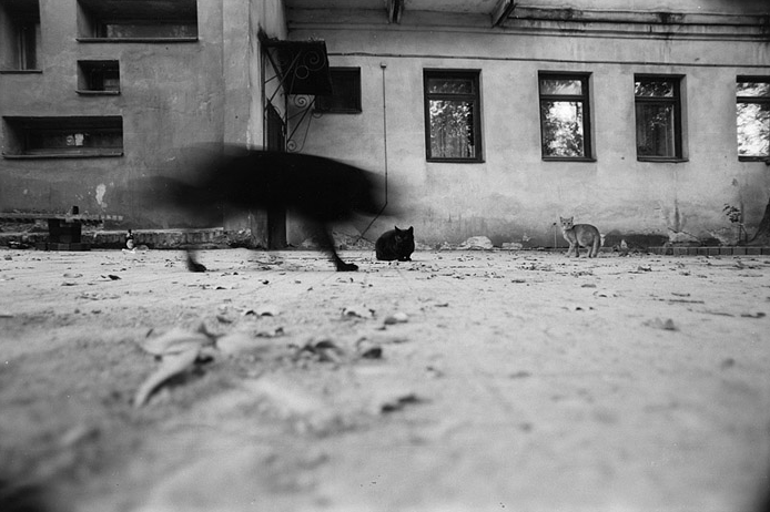 Кошка человеку - родственник. Фото Фото предоставлены героем публикации.