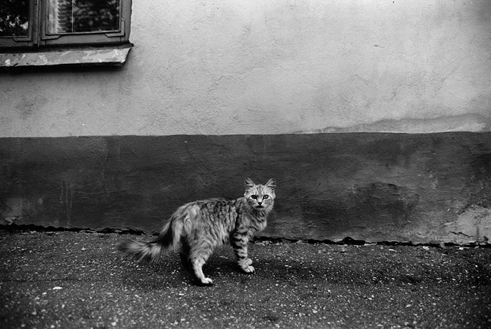 Кошки очень фотогеничны