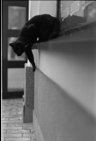 Кошка человеку - родственник. Фото Фото предоставлены героем публикации.