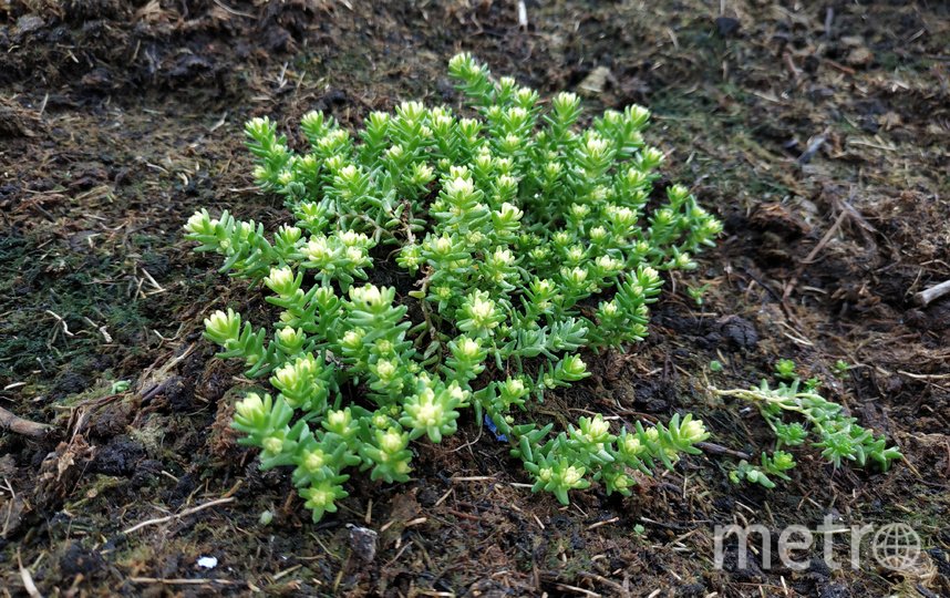 На кровле дома высадили растения. Фото предоставлено пресс-службой Москомархитектуры, "Metro"