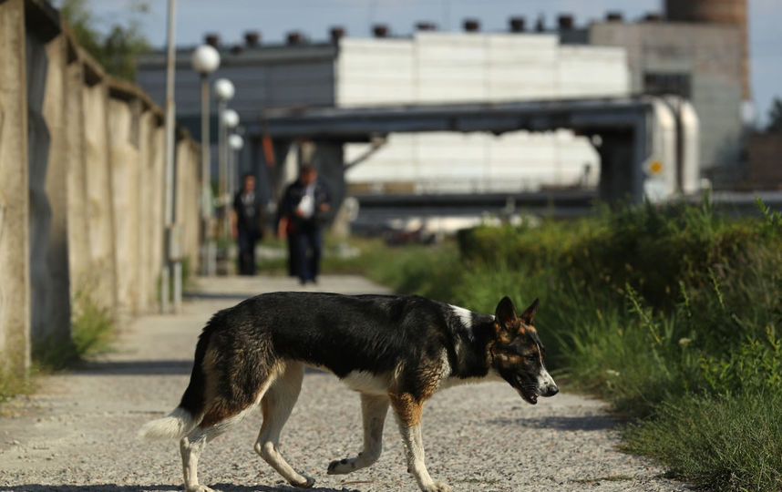 На юго-востоке Москвы объявили карантин из-за бешенства. Фото Getty