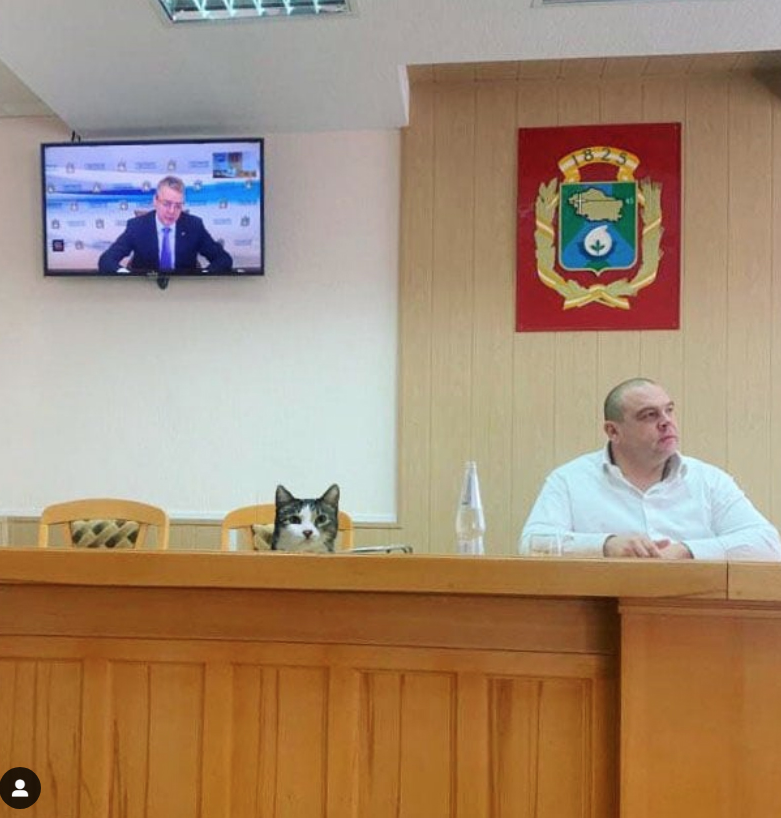 Коты и пёс решат любой вопрос