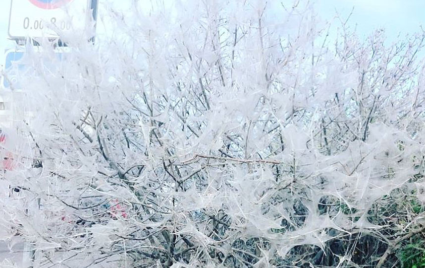 Горожане пугают друг друга снимками паутины в социальных сетях. Фото instagram.com / @best__moscow