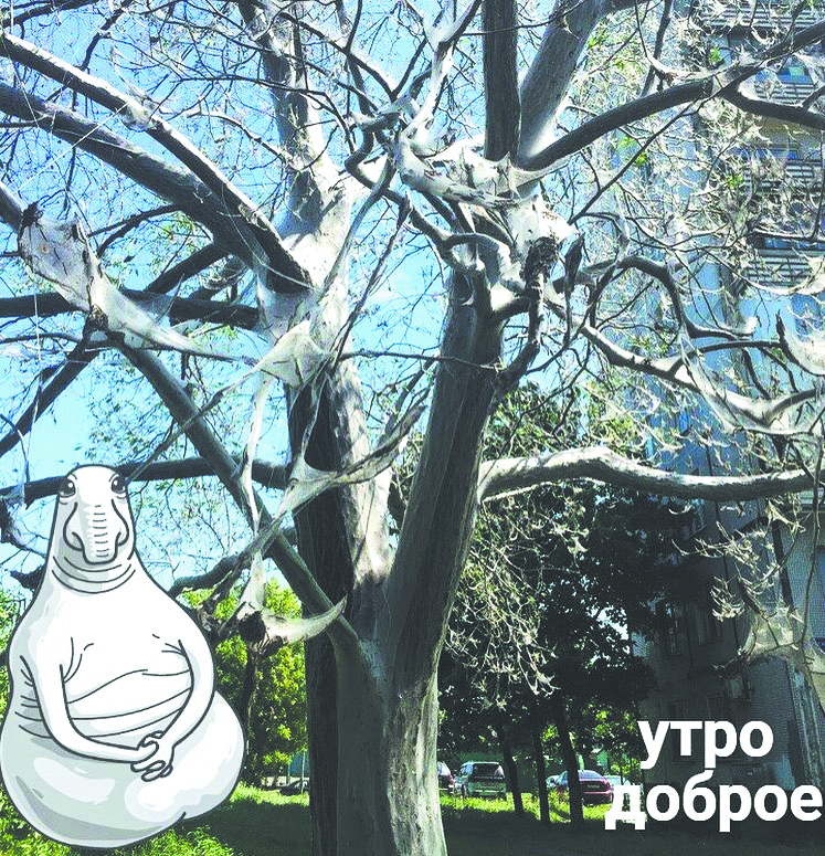 Горожане пугают друг друга снимками паутины в социальных сетях. Фото Instagram.com/ @ izmailovo_online (Дмитрий Бронников)