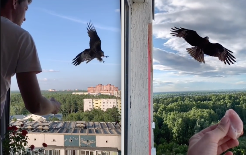 Сибиряк дрессирует коршуна не выходя из дома