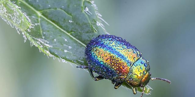 "Листоед ясноточный".