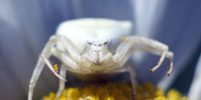 "Цветочный паук".