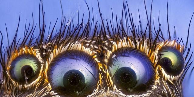 "Оптика паука-скакуна".